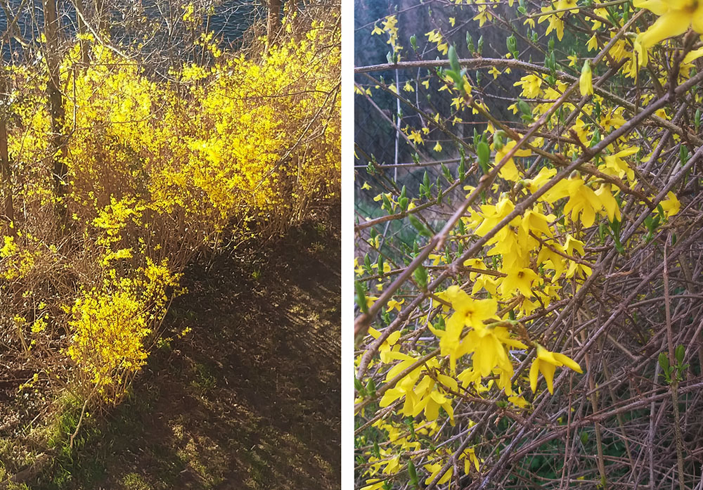 Forsythia